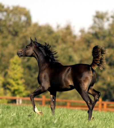 Apolloniaa ( Hadidi x Savannah CC )