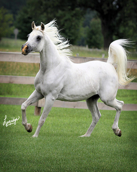 Nisrs Bint Kamal ( Ansata El Nisr x Ramses El Kamal )